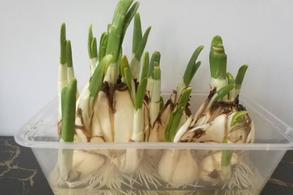 大蒜催芽的四种方法，从此在家也可以轻松种大蒜