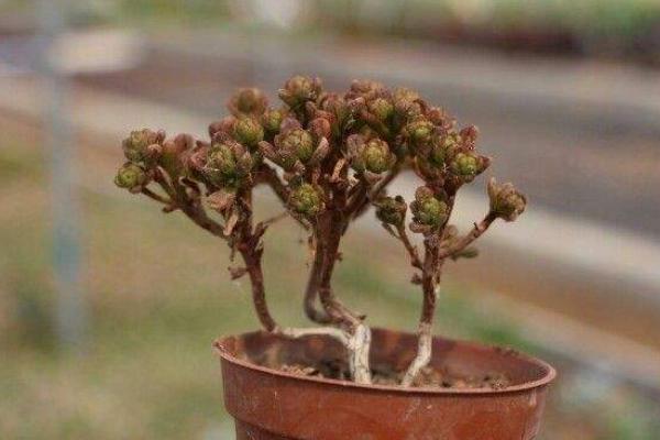 多肉植物小人祭怎么养 小人祭什么时候开花