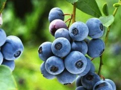 蓝莓黑珍珠是什么品种