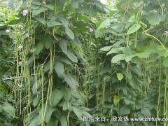 2018种豆角赚钱吗?豆角种植的利润与投资成本及前