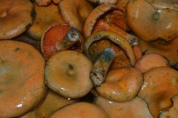 松乳菇市场价格多少钱一斤 松乳菇什么季节上市