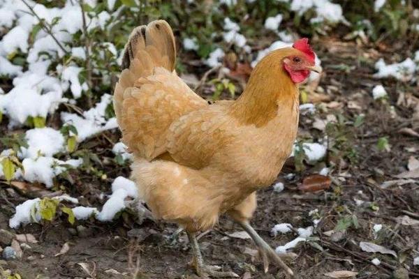 冬季养鸡温度控制