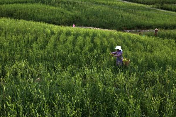 黄花菜采摘后怎么管理 黄花菜下雨天怎么处理