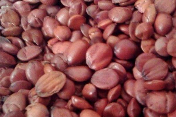 柏树籽的功效与作用及禁忌 柏树籽怎么吃