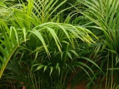 夏威夷竹的养殖方法