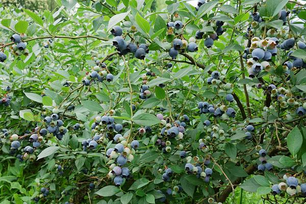 蓝莓怎么种