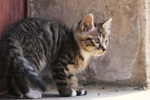 狸花猫市场价格多少钱一只 狸花猫适合做宠物猫吗