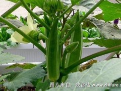 种植黄秋葵的市场前景和营销建议