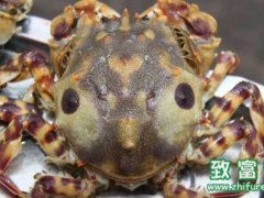 中华虎头蟹以什么为食,中华虎头蟹的生活习性