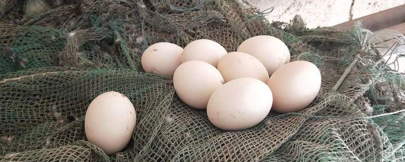 藏鸡蛋多少钱一斤