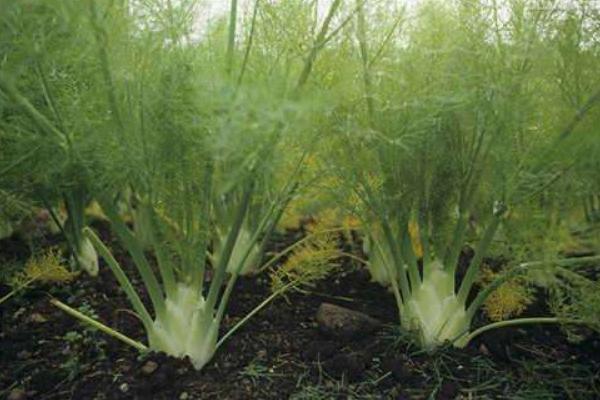 2018种茴香赚钱吗？茴香种植的利润与投资成本及前景预测