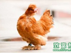 北京油鸡做法、北京油鸡怎么做最好吃