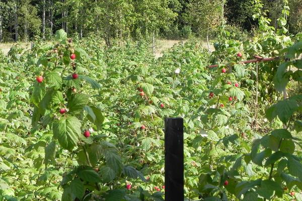 山莓市场价格多少钱一斤 为什么没人种植山莓