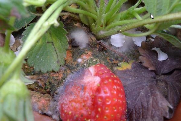 草莓灰霉病特效药