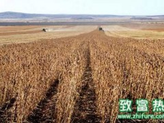 中鹤践行农业供给侧改革,优质大豆喜获丰收