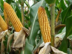 玉米喷施叶面肥时期,与水的多少有关吗
