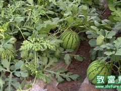 地膜西瓜如何栽培能高产