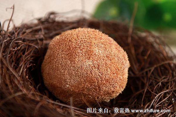 2018种猴头菇<a href=https://www.dadasou.com/news/93887.html target=_blank class=infotextkey>赚钱</a>吗？猴头菇<a href=https://www.dadasou.com/ny/zhongzhi/ target=_blank class=infotextkey>种植</a>的利润与投资成本及前景预测