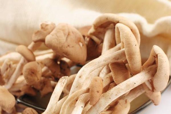 杨树菇市场价格多少钱一斤 杨树菇产地在哪里