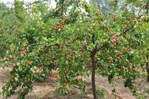 开心果树市场价格多少钱一棵 开心果树中国哪里有
