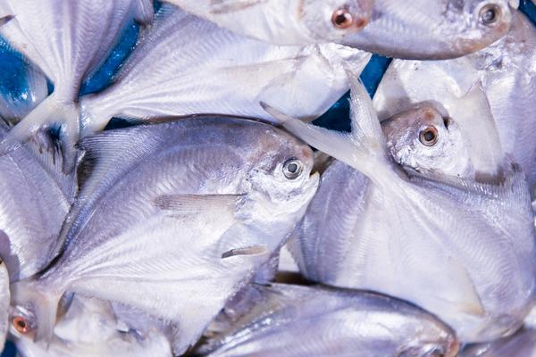 2018养白鲳鱼赚钱吗？白鲳鱼养殖的利润与投资成本及前景预测