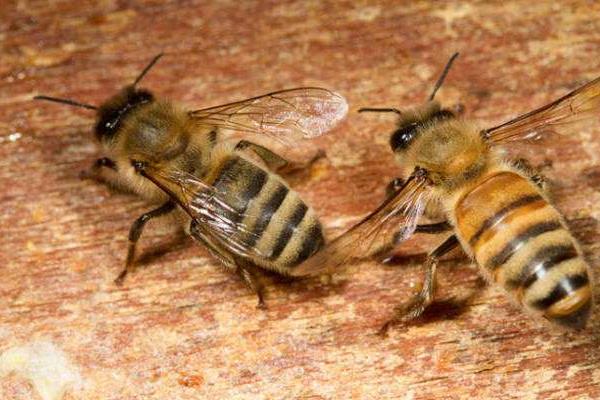 蜂的种类