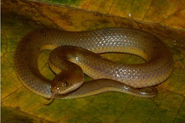 水蛇的功效与作用及禁忌 水蛇的药用价值
