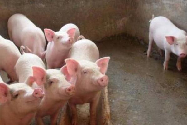 15公斤仔猪市场价格多少钱 养猪经济效益的数据分析