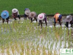 用药处理种子可以防治水稻恶苗病