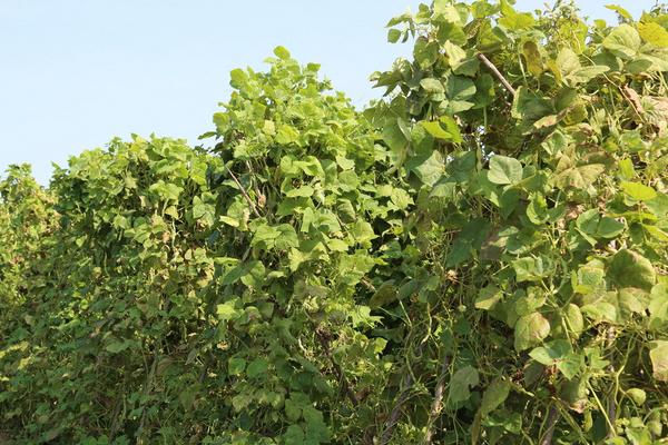 2018种芸豆赚钱吗？芸豆种植的利润与投资成本及前景预测