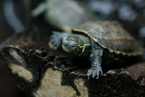 中华草龟怎么养 中华草龟可以干养吗