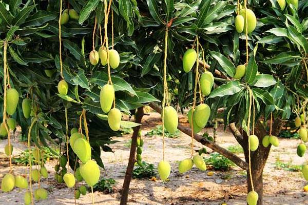 种芒果对生长生态条件的要求