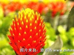 室内适合种植什么植物