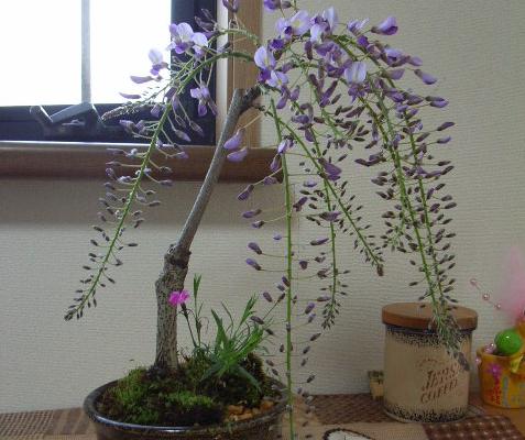 盆栽紫藤花怎么浇水（多久浇一次） 盆栽紫藤花如何养护