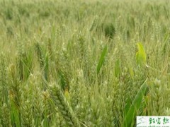 种小麦三月份小麦病虫害防治