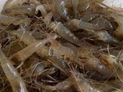 河虾的种类有哪些?种类繁多且广泛分布