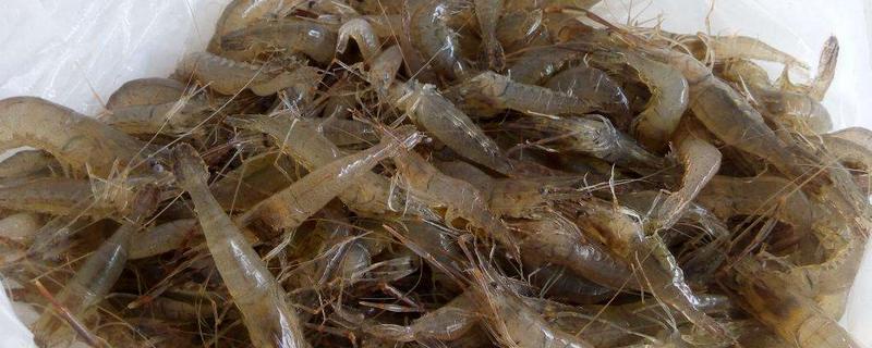 河虾的种类有哪些？种类繁多且广泛分布