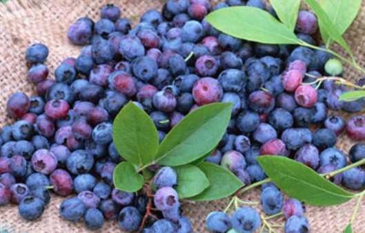 蓝莓的营养价值和功效 蓝莓的储存方法