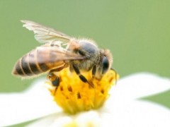 中蜂喂什么繁殖快,中蜂巢虫防治最好方法