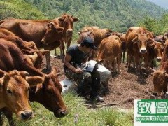 一个月一头牛的饲养成本以及饲养技术