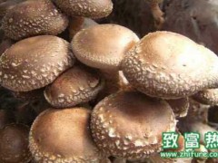 香菇菌棒腐烂造成原因及防治措施