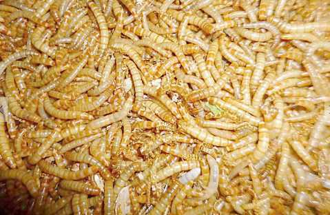 黄粉虫的部分食用方法 黄粉虫可以用作饲料喂养动物吗