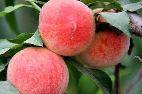 水蜜桃的功效与作用及禁忌 水蜜桃营养价值