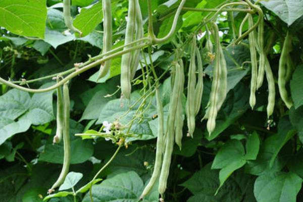 架豆王种植技术和要求