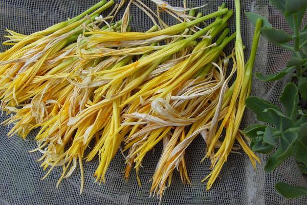 黄花菜种子市场价格多少钱一斤 黄花菜为什么要去什蕊