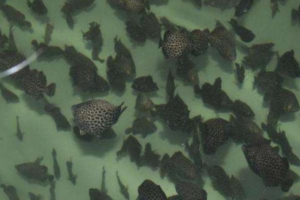 珍珠石斑鱼孵化技术