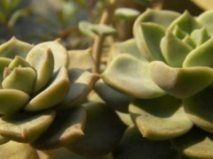 牡丹 关于牡丹的文章 达达搜