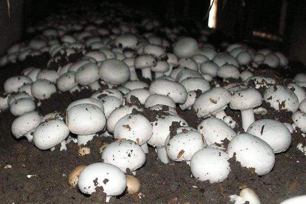 双孢菇高产栽培技术 室内双孢菇种植技术