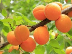 炎陵黄桃市场价格多少钱一斤,炎陵黄桃树苗市场
