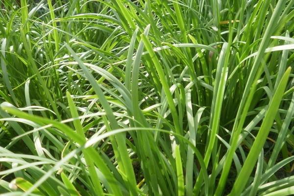 2018种韭菜赚钱吗？韭菜种植的利润与投资成本及前景预测